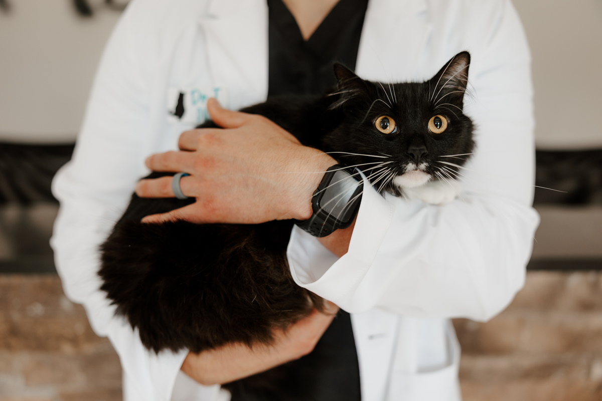 Close-up of a veterinarian holding a black and white cat